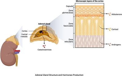 Frontiers Harnessing the power of nutritional antioxidants